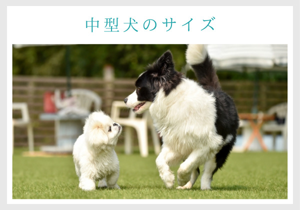 中型犬のサイズ、大きさ。小型犬のペキニーズと中型犬のボーダーコリー。