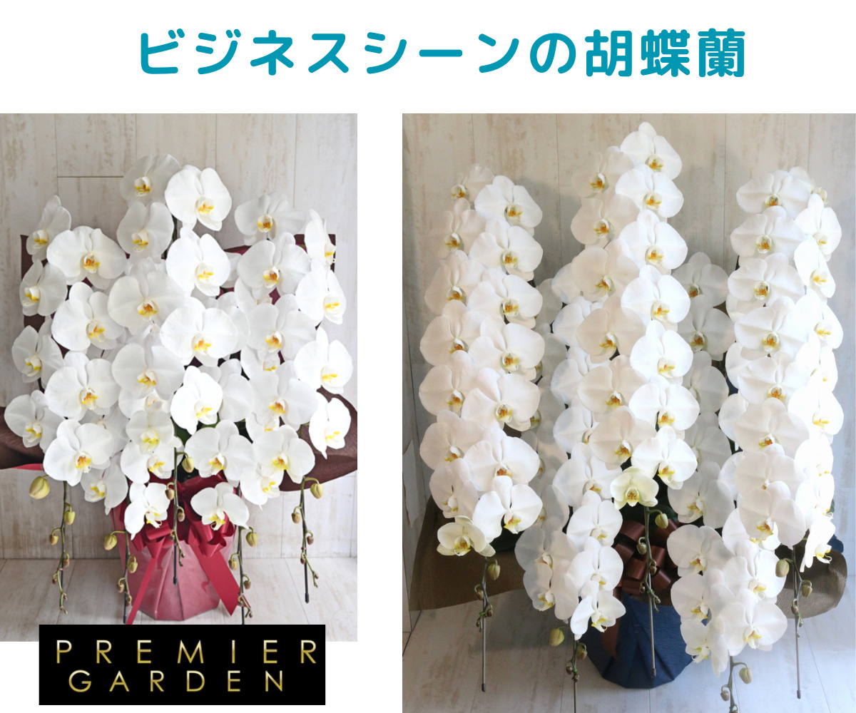 ビジネスシーンのお祝いで贈るプレミアガーデンの胡蝶蘭。商品ID1796の5本立て高さ90～100cm約55～60リン、商品ID1468の5本立て高さ100～120cm約85リン以上の画像