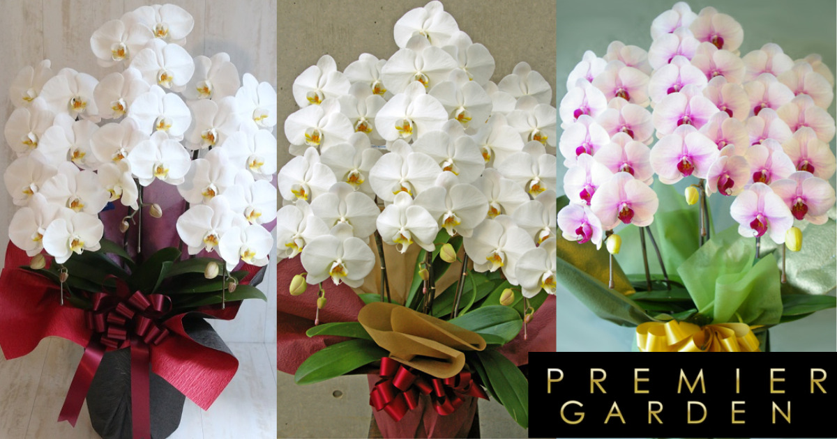 プレミアガーデンpremier gardenの10000円で購入できるお祝い用の胡蝶蘭。