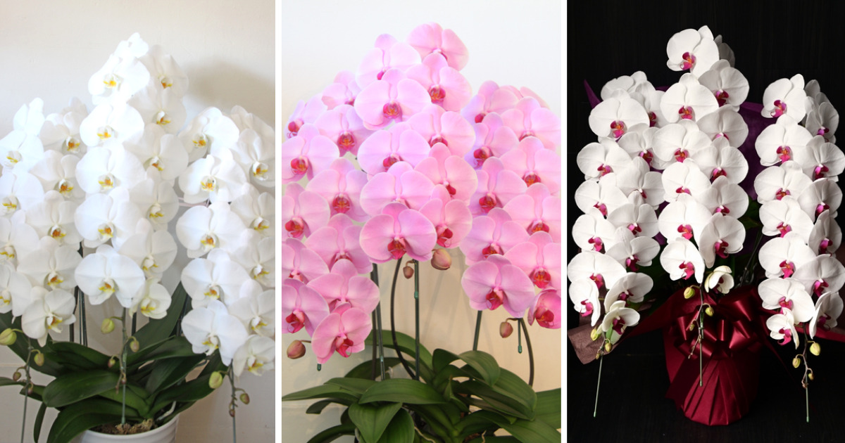 プレミアガーデンpremier gardenの白、ピンク、白・ピンク（紅白）の胡蝶蘭。85cmから90cmの各胡蝶蘭の画像