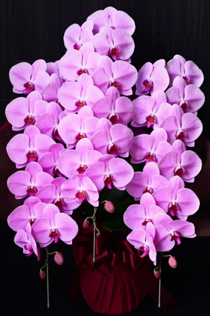 プレミアガーデンpremiergardenのピンク色の胡蝶蘭、商品ID：1491・16,500円（税込）約90cm前後