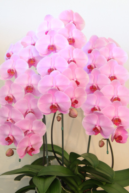 プレミアガーデンpremiergardenのピンク色の胡蝶蘭、商品ID：1494・14,850円（税込）約80cm～90cm