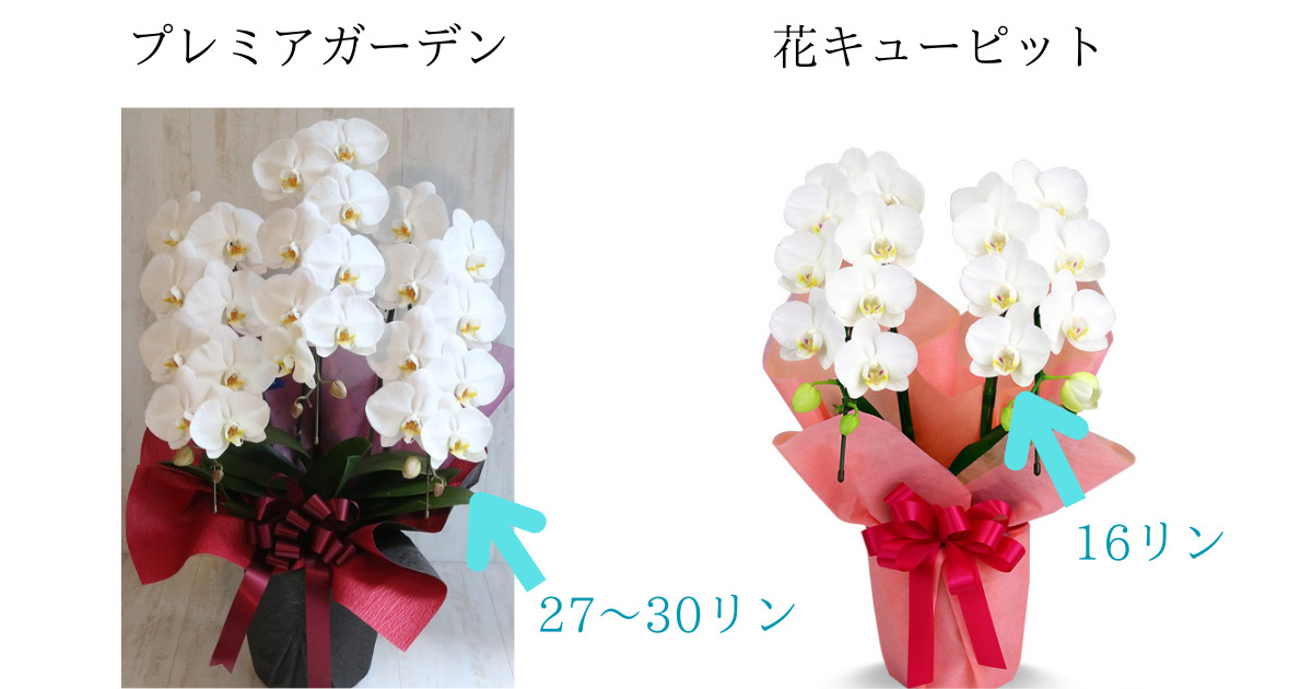 プレミアガーデンの胡蝶蘭と花キューピットの胡蝶蘭を比較。（同じ価格帯のミディサイズで比べてみました）