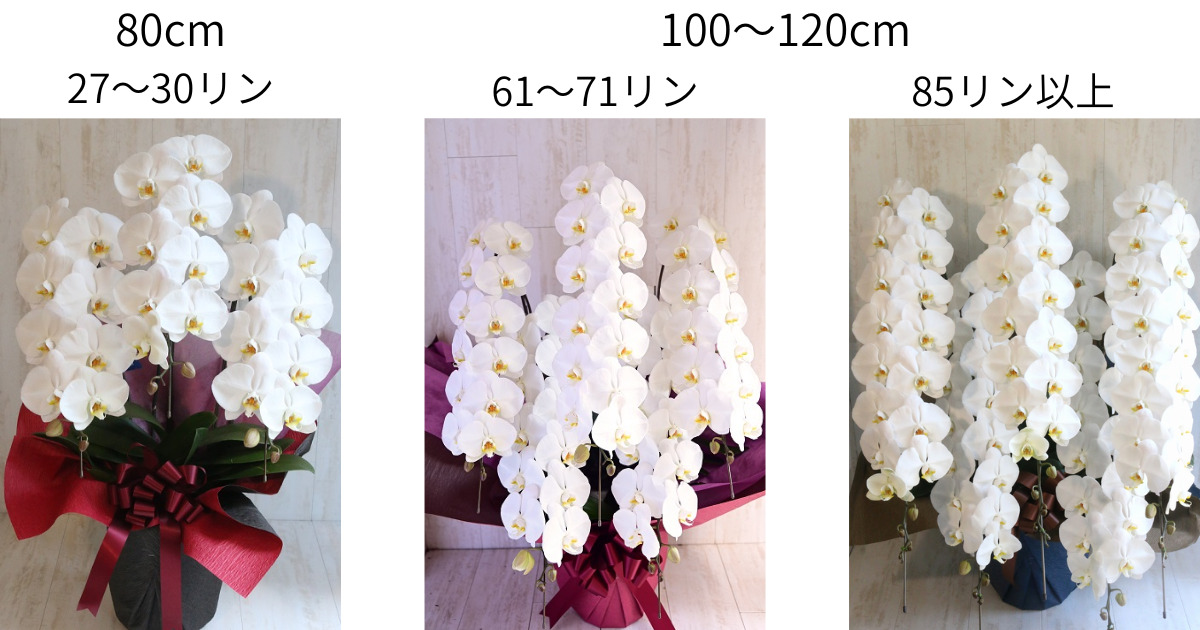 プレミアガーデンの胡蝶蘭をサイズで比較した画像。80cm27～30リン、100～120cmは61～71リンと85リン以上の胡蝶蘭画像