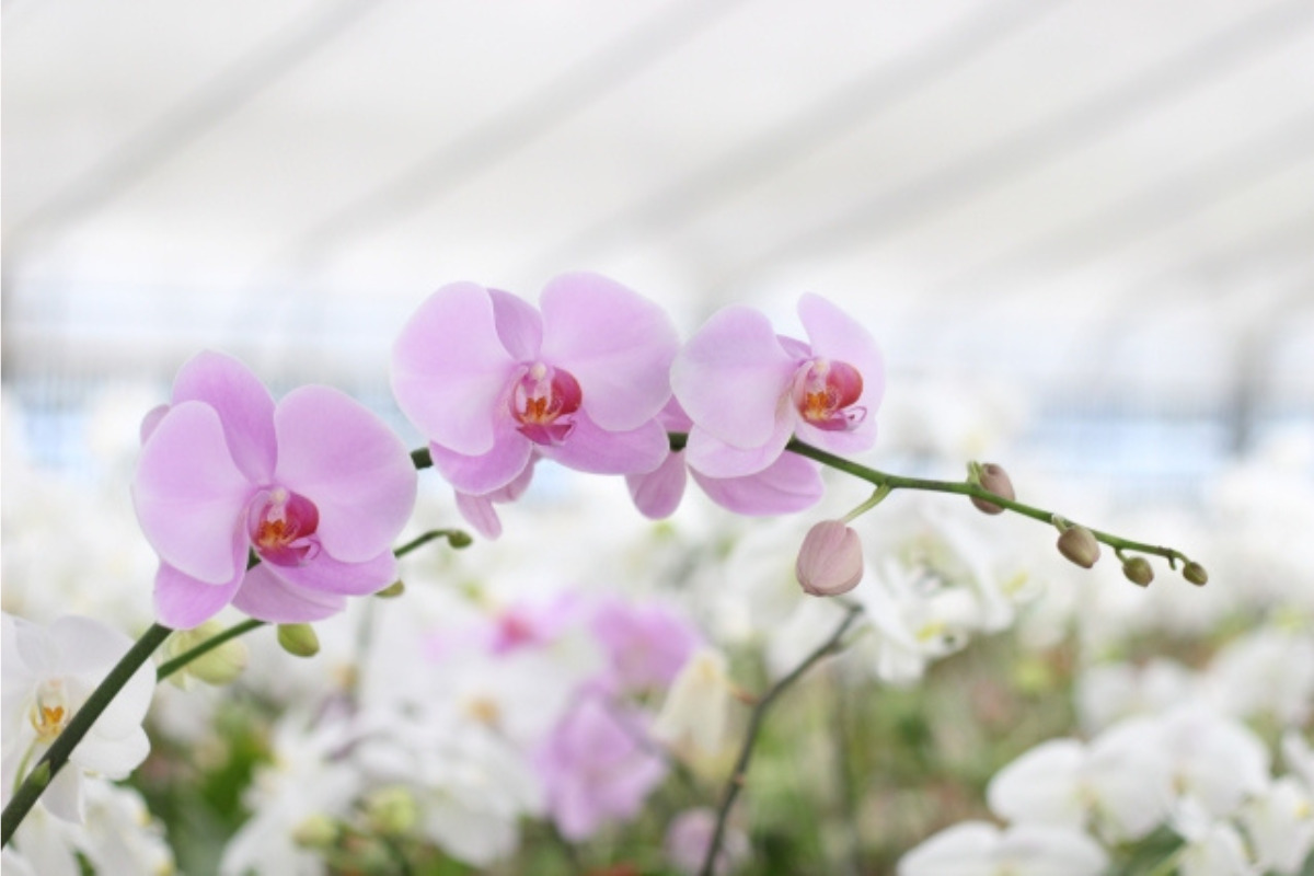 胡蝶蘭を生産している様子。ピンクと白のハウス栽培の胡蝶蘭。
