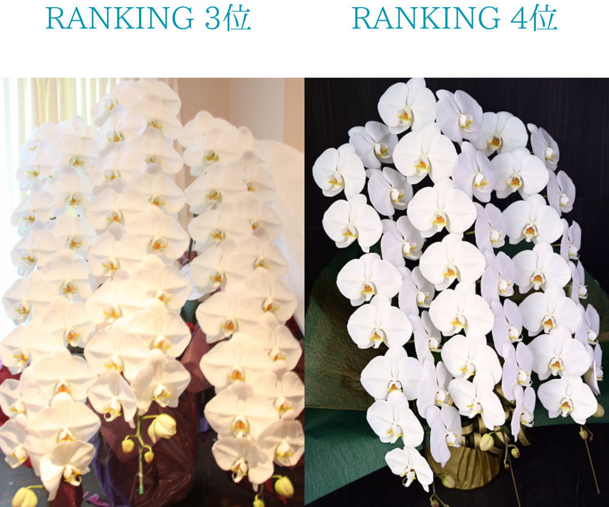 東京23区に即日配送可能なプレミアガーデンの胡蝶蘭。ビジネスシーンランキング3位と4位の画像。